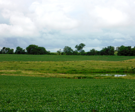 Pasture