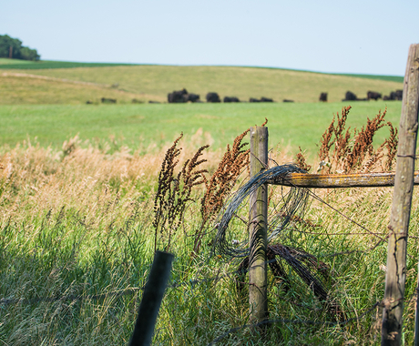 Pasture fence
