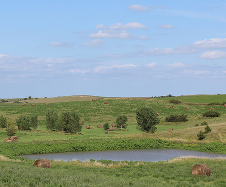 Pasture with pond
