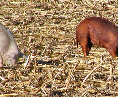 cerdos en el campo