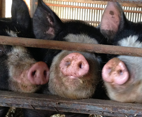 Hogs in barn
