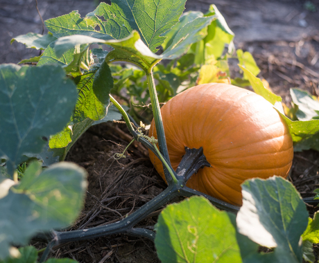 Pumpkin on a vine