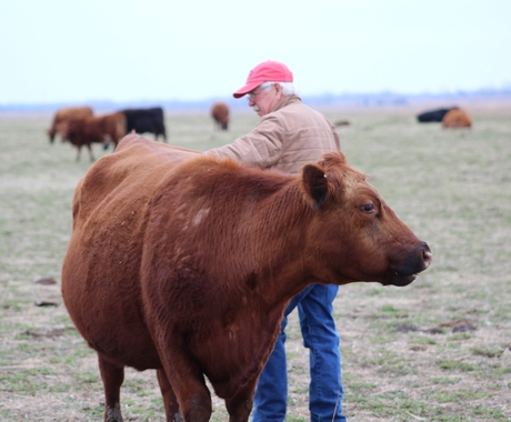 Man standing next to cow, petting it