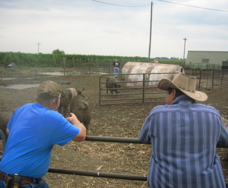 Two men with backs to the camera, leaning on a fence, looking at pigs in an outside pen