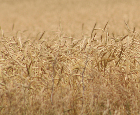 wheat field