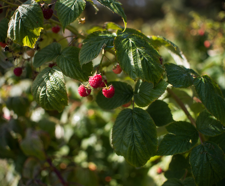 raspberries