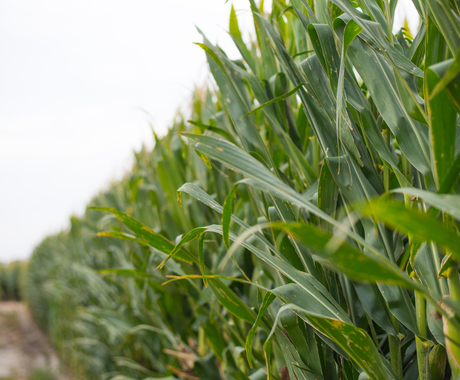 full grown corn field, up close