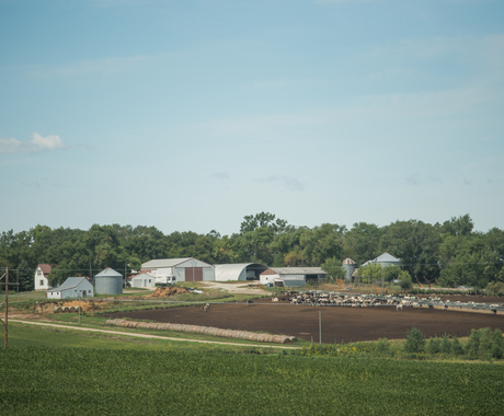 Farm place with house and livestock