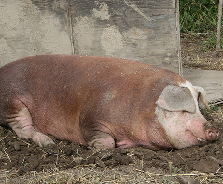 hog in mud