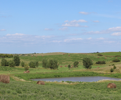 Farm pond in the Sandhills