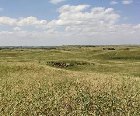 Pasture in Sandhills