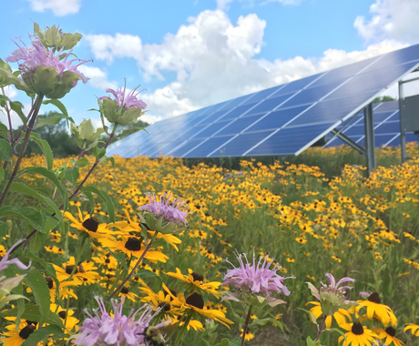 Flowers growing under a solar panel with a blue cloudy sky