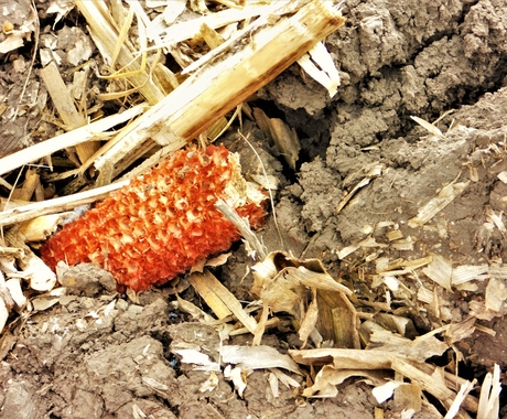 Corn cob among corn stalks