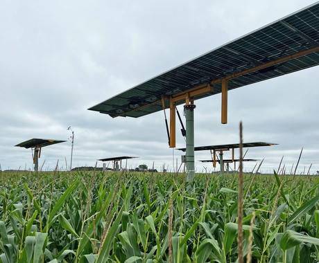 A solar array lies horizontal, towering over a corn field. Several arrays are in the background.
