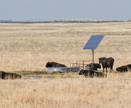 Cows and solar panel