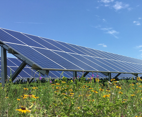 pollinator-friendly solar field 
