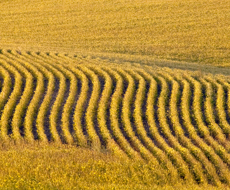 Soybean field