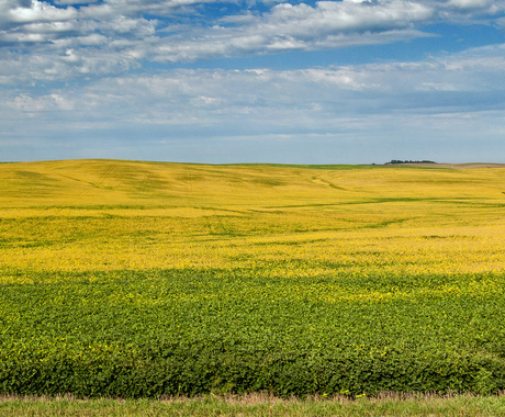 Soybeans in late summer