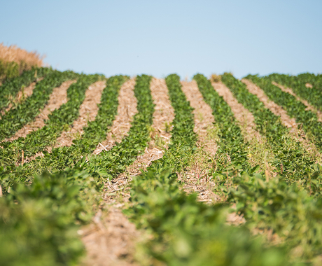 A field with green young soybeans in neat rows, and dead plants in between the rows