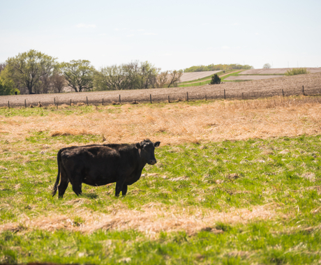 Cow in pasture