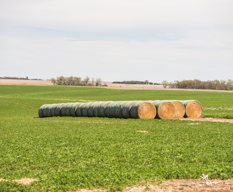 green field with haybales