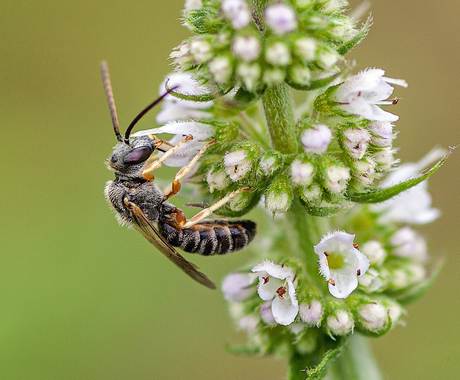 sweat bee on catnip
