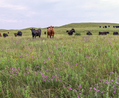 Cattle in pasture