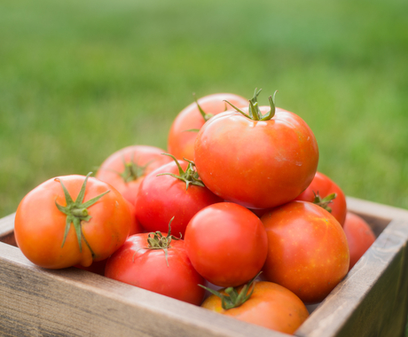 tomatoes