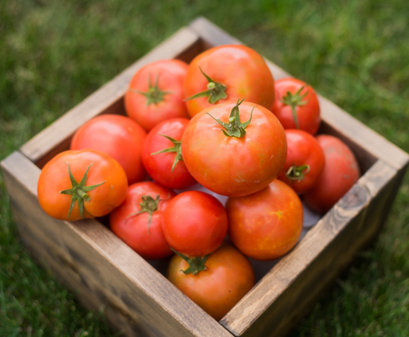 tomatoes 
