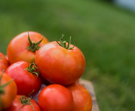 tomatoes