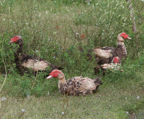 Ugly ducks
