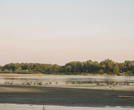 Geese near water