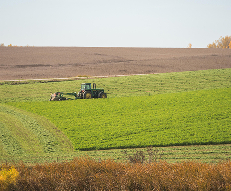 Windrowing in fall