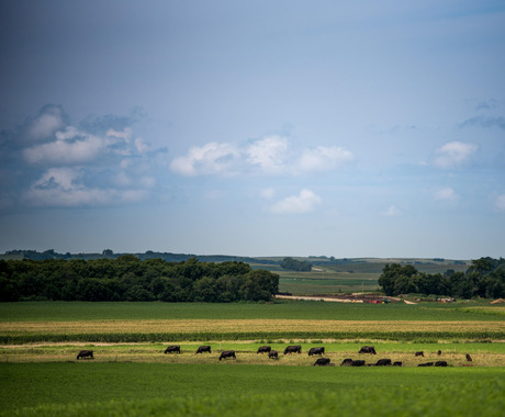 Cows in pasture