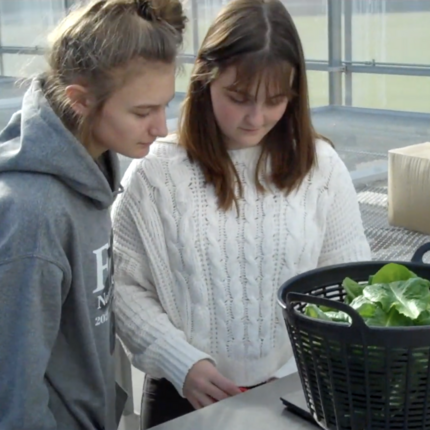 Two high school students weigh lettuce in a basket