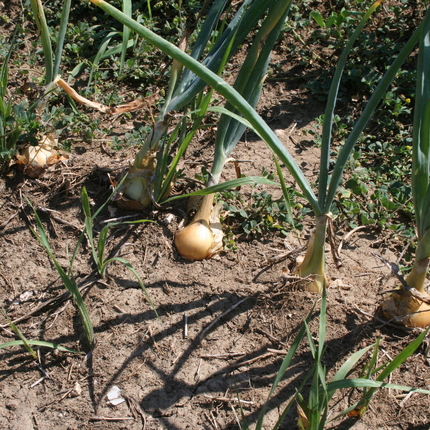 Onions in ground