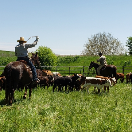 Men on horseback roping calves