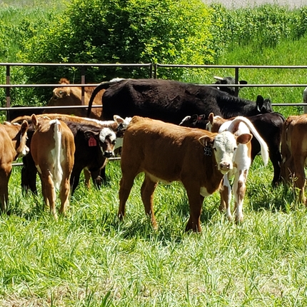 Calves in a pasture
