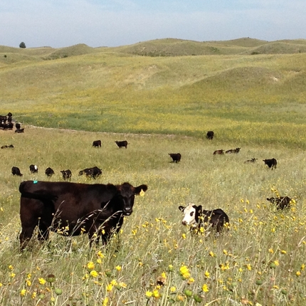 Prescribed grazing