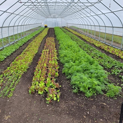 A variety of green vegetables are planted inside a greenhouse