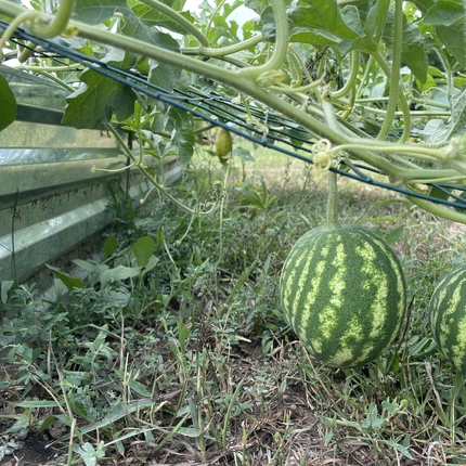 Watermelon being grown in a garden.