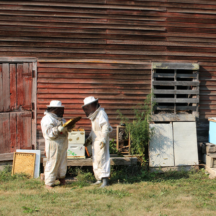 Two beekeepers looking at hive