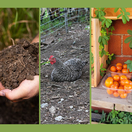 Tres imagenes, una de manos con tierra, la segunda de una gallina pinta, y la tercera imagen de contenedores de tomates rojos