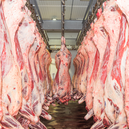 Hanging carcasses in meat locker
