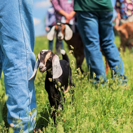 Small black, grey and brown goats in pasture with people standing around them