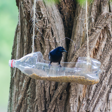 Black bird sitting on edge of a plastic bird feeder made out of a plastic bottle hanging from a tree with string. Photo credit: Gabriela Bertolini - stock.adobe.com