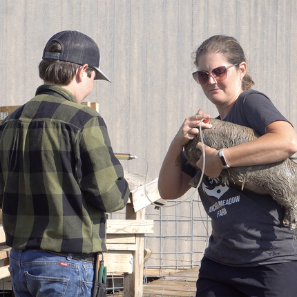 Man and woman working with an animal