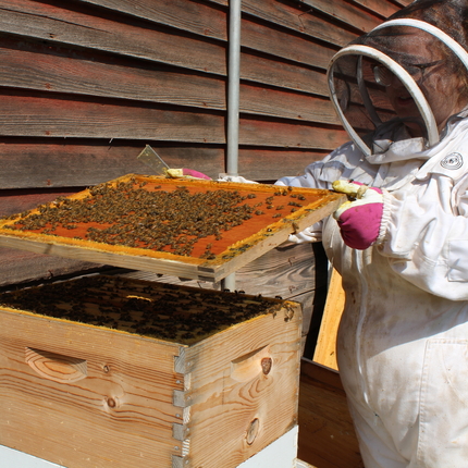 Beekeeper in uniform checks out hive. Apicultor en uniforme revisa colmena de abejas