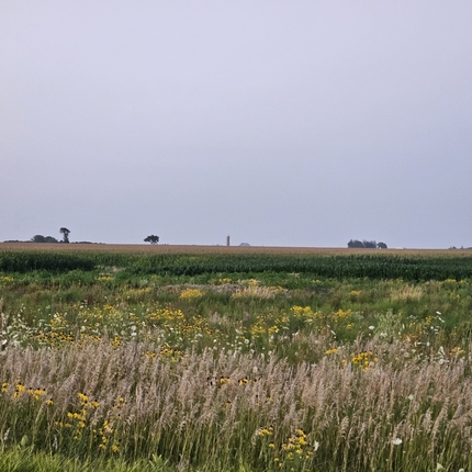Un campo del programa de reserva de conservación con flores silvestres amarillas y blancas y pastos nativos, con un maizal al fondo. Detrás del maizal hay un puñado de árboles con un cielo azul claro.