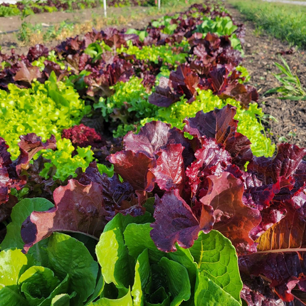 Rows of vibrant lettuce growing in a garden, featuring a mix of deep red and bright green leafy varieties, basking in the morning sunlight with soil and grass visible in the background.